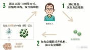 个体化日本新一代肿瘤免疫疗法(细胞免疫疗法日本个体化)