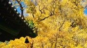 帝王长高花盆里潭柘寺(古树基因枝条北京市母株)