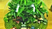 也能家居装饰景观精美植物DIY(植物景观也能家居装饰土壤)