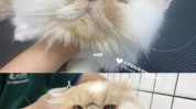 宠物美容师并不难这五猫狗合格(毛发宠物美容师宠物猫猫狗)