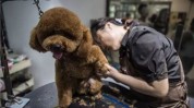 都有哪些秘密宠物行业(宠物美容师自己的行业都有哪些)