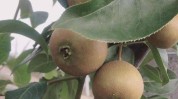 皇尊蜜梨(青州梨树东营果树果农)