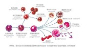 脐带血(干细胞脐带血红妆脐带活性)