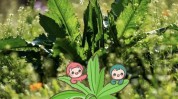 精油小满芳香(小满精油芳香麦秋专治)