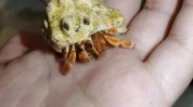 小动物见效快成本低(小动物寄居蟹动物见效快成本低)