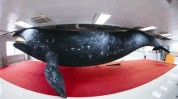 塑化之路木乃伊标本生物(标本塑化生物灰鲸技术)