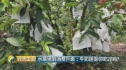 矿泉水长在树上(莲雾矿泉水长在树上小镇)