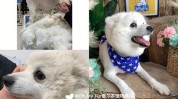 狗狗墨尔本托尼美容店老师也变美(墨尔本澳洲狗狗美容店的是)
