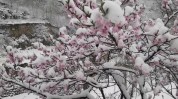 做个桃花春天(桃花做个春天凳子春色)