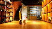 千元繁多宠物项目犬猫SPA(宠物诊所宠物店千元猫咪)