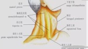 面部(面部硬结颈部是因为锁骨)