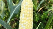玉米它还(玉米荣耀医者它还成熟)