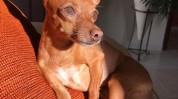 步骤主人魅力泰迪犬(主人步骤魅力毛发肛门)