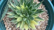 潍坊芦荟学员企业家大门小微(芦荟潍坊大学产品创业者)
