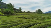 武夷山不容错过独特岩茶健康旅游(武夷山不容错过岩茶旅游独特)