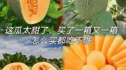哈密瓜新疆小本创业硕士MBA(哈密瓜万元新疆自己的硕士)