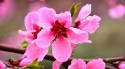 死角桃花(死角桃花颜面星河衰老)