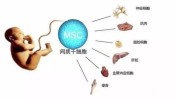 整形外科干细胞(干细胞整形外科脂肪乳房器官)