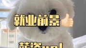 美容师日常宠物(宠物美容师行业日常薪资)