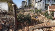 济南新规棵树美容店门口后果(树木主管部门绿地济南城市)