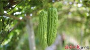 枫木屯昌苦瓜种出甜(枫木苦瓜屯昌屯昌县农产品)