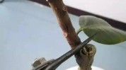 几种花木一大截技能方法(花木几种植株方法枝条)