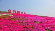 综合体又有卖点田园如何打造亮点(田园综合体又有玫瑰卖点)