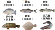 吃什么食物(皮肤维生素脂肪酸炎症深海鱼)