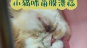猫咪鉴定热门夺猫命(猫咪鉴定热门眼睑手术)