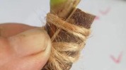牡丹国树甘肃源头生产基地八种(砧木接穗牡丹切口形成层)
