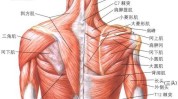 肩部胸部肌肉解剖图高清(肩胛骨动脉肩胛肱骨肌腱)