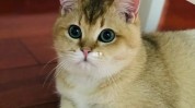 猫咪可爱金渐层(猫咪毛发可爱是一种聪明)