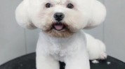 一只美容师多小时要花小狗日常(宠物美容师一只造型多小时)