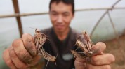 吃香这几个年内项目在农村年赚(吃香这几个在农村项目年内)