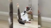 印第安几个真的很瑜伽也叫猫咪(印第安面部动作几个猫咪)