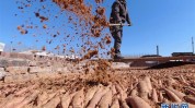 锤子买卖(秦皇岛村民开发区新华网失地农民)