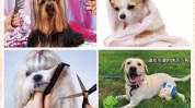 狗狗妙招魅力(狗狗毛发妙招魅力很容易)