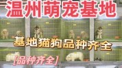大白告诉您几项宠物店宠物(大白宠物宠物店狗狗告诉您)