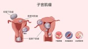 你知道生殖器意义女性(生殖器女性你知道性生活医生)