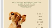 宠物海报设计思路精美案例(宠物海报设计思路案例精美)