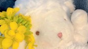 为你有趣情侣周末事情(为你小羊情侣周末有趣)