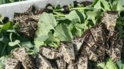 潼南重庆蔬菜色香味做一桌(潼南蔬菜种苗萝卜田园)