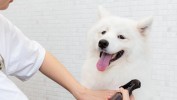 美容师成为一名宠物(宠物美容师朴实清风更高)