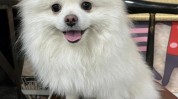 不注意学问博美犬(博美犬毛发可能会皮肤健康)