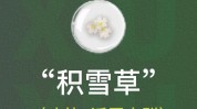积雪草都能痤疮粉刺对了缠腰火丹(积雪草痤疮粉刺都能凉茶)