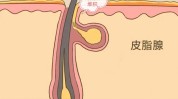 这份夏季攻略(毛发武器毛囊皮肤可持续)