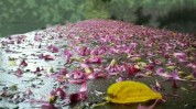 给我万元打了花了什么东西浙江(王女士万元给我打了浙江)