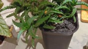 齐鲁科研机构芦荟首家两岸国内(芦荟济南齐鲁台商科研机构)