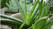 广饶东营山东芦荟(芦荟广饶东营朽木山东)
