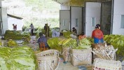 发家致富出手种养商机项目(孔雀发家致富草果种养商机)